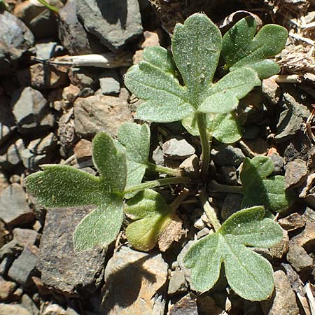 Ranunculus reuterianus \ Reuters Hahnenfu� / Reuter's Buttercup, Chios Viki 31.3.2016