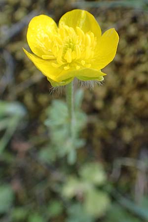 Ranunculus sprunerianus \ Spruners Hahnenfu� / Spruner's Buttercup, Chios Anavatos 28.3.2016