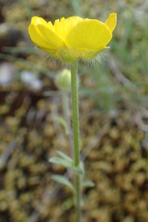 Ranunculus sprunerianus \ Spruners Hahnenfu� / Spruner's Buttercup, Chios Anavatos 28.3.2016