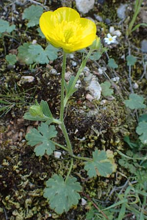 Ranunculus sprunerianus \ Spruners Hahnenfu� / Spruner's Buttercup, Chios Anavatos 28.3.2016