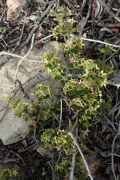 Rubia tenuifolia \ Schmalbl&auml;ttriger R�te / Narrow-Leaved Madder, Himalayan Madder, Chios Emporios 29.3.2016