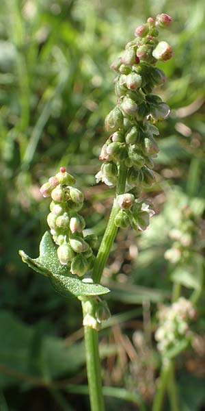 Rumex tuberosus subsp. creticus \ Kretischer Sauer-Ampfer / Cretan Dock, Tuberous-Rooted Dock, Chios Viki 30.3.2016