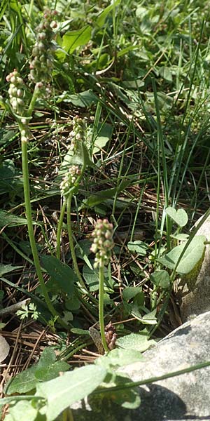 Rumex tuberosus subsp. creticus \ Kretischer Sauer-Ampfer / Cretan Dock, Tuberous-Rooted Dock, Chios Viki 30.3.2016