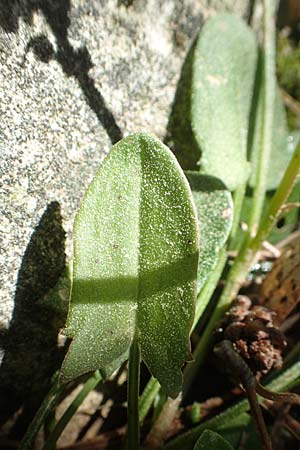 Rumex tuberosus subsp. creticus \ Kretischer Sauer-Ampfer / Cretan Dock, Tuberous-Rooted Dock, Chios Viki 30.3.2016