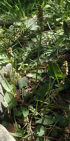 Rumex tuberosus subsp. creticus \ Kretischer Sauer-Ampfer / Cretan Dock, Tuberous-Rooted Dock, Chios Viki 30.3.2016
