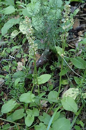 Rumex tuberosus subsp. creticus \ Kretischer Sauer-Ampfer / Cretan Dock, Tuberous-Rooted Dock, Chios Viki 31.3.2016