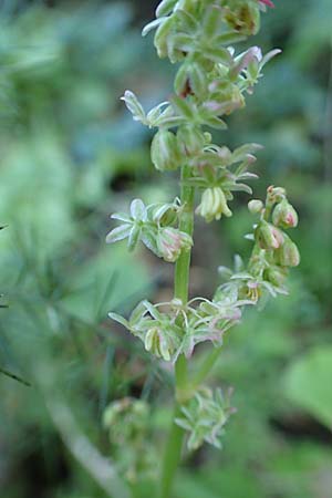 Rumex tuberosus subsp. creticus \ Kretischer Sauer-Ampfer / Cretan Dock, Tuberous-Rooted Dock, Chios Viki 31.3.2016