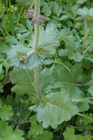 Salvia napifolia \ R&uuml;benbl&auml;ttriger Salbei / Turkish Sage, Chios Anavatos 28.3.2016