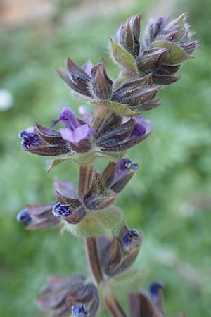 Salvia napifolia \ R&uuml;benbl&auml;ttriger Salbei / Turkish Sage, Chios Anavatos 28.3.2016