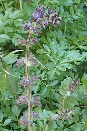 Salvia napifolia \ R&uuml;benbl&auml;ttriger Salbei / Turkish Sage, Chios Anavatos 28.3.2016