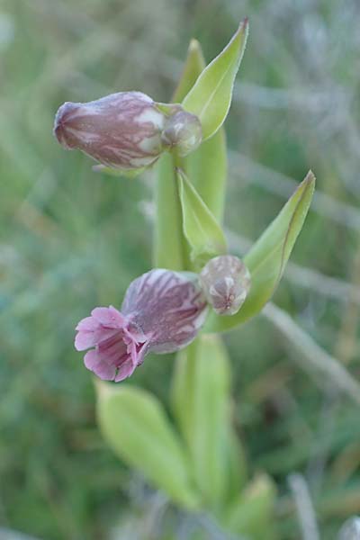 Silene behen \ Haarloses Leimkraut / Hairless Catchfly, Chios Viki 31.3.2016