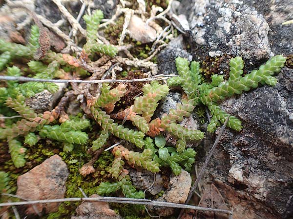 Selaginella denticulata \ Gez&auml;hnter Moosfarn / Tooth-Leaved Clubmoss, Chios Emporios 29.3.2016