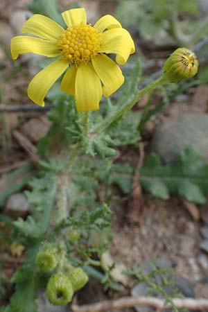 Senecio vernalis \ Frhlings-Greiskraut / Eastern Groundsel, Chios Nea Moni 28.3.2016