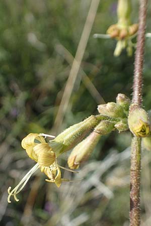 Silene gigantea subsp. gigantea \ Riesen-Leimkraut / Gigantic Catchfly, Chios Sidirounda 30.3.2016