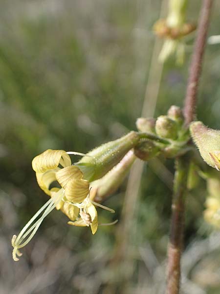 Silene gigantea subsp. gigantea \ Riesen-Leimkraut / Gigantic Catchfly, Chios Sidirounda 30.3.2016