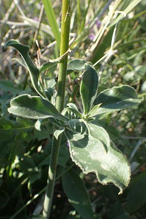 Silene gigantea subsp. gigantea \ Riesen-Leimkraut / Gigantic Catchfly, Chios Sidirounda 30.3.2016