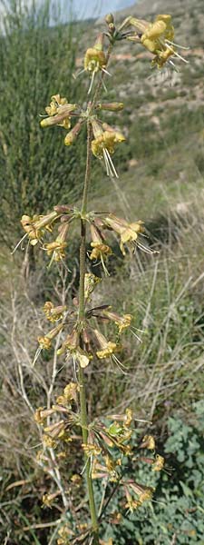 Silene gigantea subsp. gigantea \ Riesen-Leimkraut / Gigantic Catchfly, Chios Sidirounda 30.3.2016