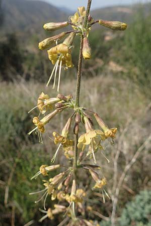 Silene gigantea subsp. gigantea \ Riesen-Leimkraut / Gigantic Catchfly, Chios Sidirounda 30.3.2016