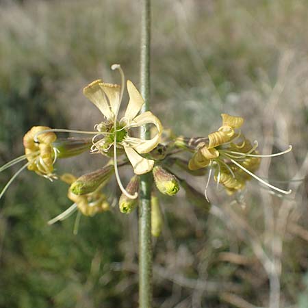 Silene gigantea subsp. gigantea \ Riesen-Leimkraut / Gigantic Catchfly, Chios Sidirounda 30.3.2016