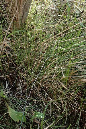 Schoenus nigricans \ Schwrzliche Kopfbinse / Black Bog-Rush, Chios Viki 30.3.2016