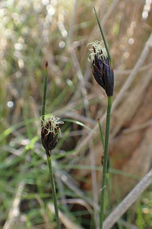 Schoenus nigricans \ Schwrzliche Kopfbinse / Black Bog-Rush, Chios Viki 30.3.2016