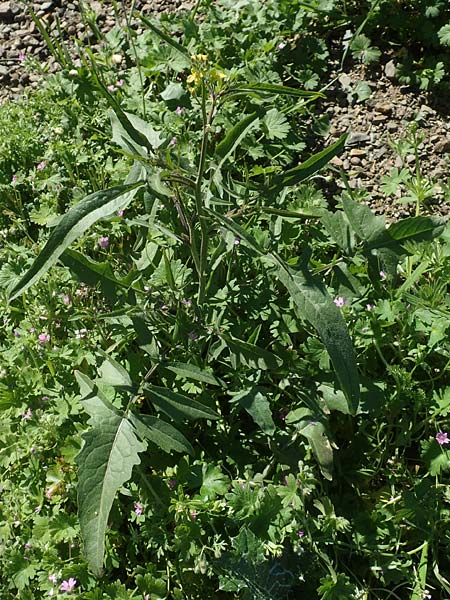 Sisymbrium orientale \ Orientalische Rauke / Eastern Rocket, Chios Viki 31.3.2016