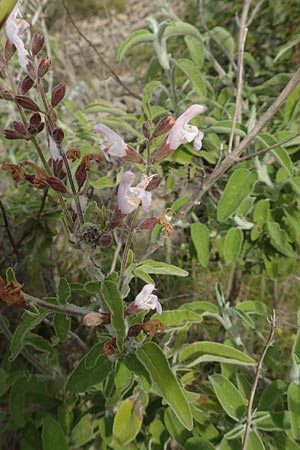 Salvia fruticosa \ Griechischer Salbei / Greek Sage, Chios Mesta 2.4.2016