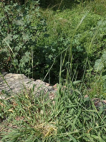 Stipellula capensis \ Gedrehtes Federgras, Kap-Federgras / Mediterranean Needle Grass, Chios Thymiana 1.4.2016