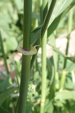 Stipellula capensis \ Gedrehtes Federgras, Kap-Federgras / Mediterranean Needle Grass, Chios Thymiana 1.4.2016