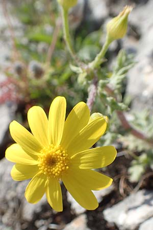 Senecio vernalis \ Frhlings-Greiskraut / Eastern Groundsel, Chios Anavatos 28.3.2016