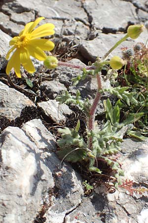 Senecio vernalis \ Frhlings-Greiskraut / Eastern Groundsel, Chios Anavatos 28.3.2016