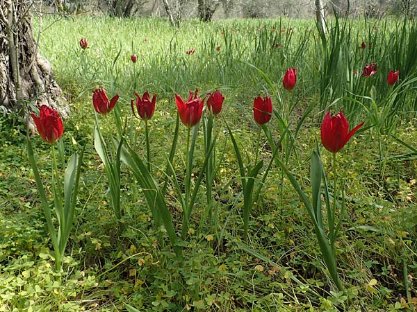 Tulipa agenensis \ Sonnenaugen-Tulpe / Sun's Eye Tulip, Chios Vavili 28.3.2016