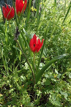 Tulipa agenensis \ Sonnenaugen-Tulpe / Sun's Eye Tulip, Chios Vavili 28.3.2016