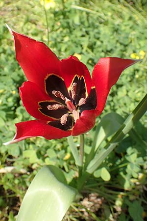 Tulipa agenensis \ Sonnenaugen-Tulpe / Sun's Eye Tulip, Chios Vavili 28.3.2016