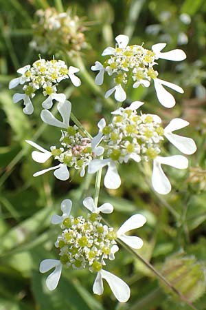 Tordylium apulum \ Apulische Zirmet / Mediterranean Hartwort, Chios Olimbi, Agios Dynami 1.4.2016