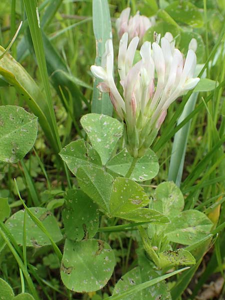 Trifolium clypeatum \ Schild-Klee / Helmet Clover, Shield Clover, Chios Vavili 28.3.2016