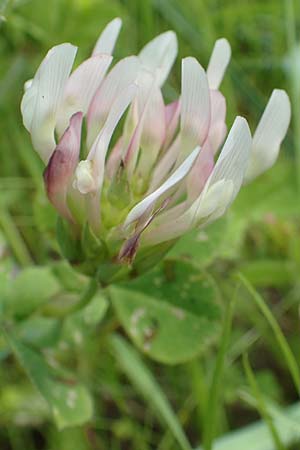 Trifolium clypeatum \ Schild-Klee / Helmet Clover, Shield Clover, Chios Vavili 28.3.2016