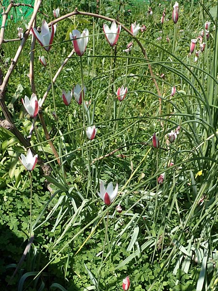 Tulipa clusiana \ Damen-Tulpe / Lady Tulip, Chios Vavili 28.3.2016