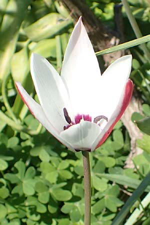 Tulipa clusiana \ Damen-Tulpe / Lady Tulip, Chios Vavili 28.3.2016