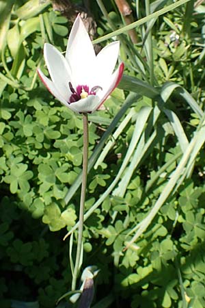 Tulipa clusiana \ Damen-Tulpe / Lady Tulip, Chios Vavili 28.3.2016
