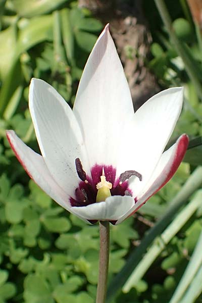 Tulipa clusiana \ Damen-Tulpe / Lady Tulip, Chios Vavili 28.3.2016