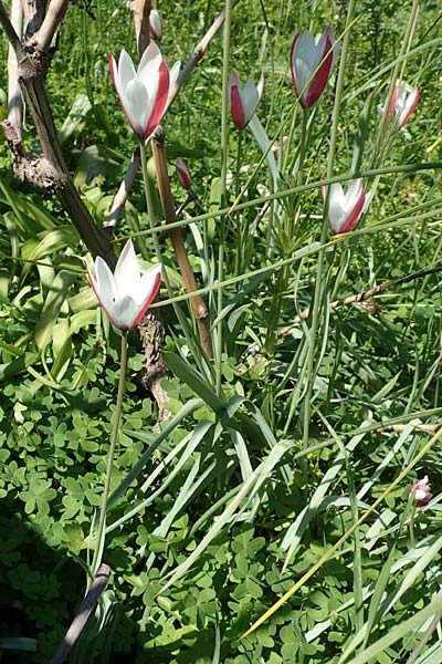 Tulipa clusiana \ Damen-Tulpe / Lady Tulip, Chios Vavili 28.3.2016