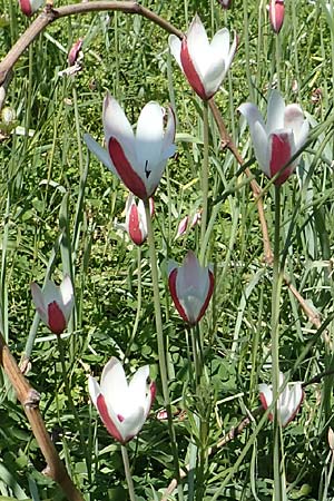 Tulipa clusiana \ Damen-Tulpe / Lady Tulip, Chios Vavili 28.3.2016