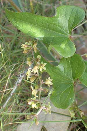 Dioscorea communis \ Schmerwurz / Black Bryony, Chios Olimbi, Agios Dynami 1.4.2016