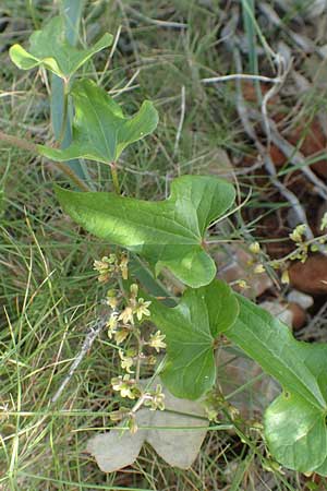 Dioscorea communis \ Schmerwurz / Black Bryony, Chios Olimbi, Agios Dynami 1.4.2016