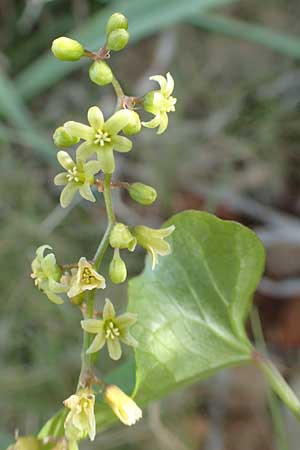 Dioscorea communis \ Schmerwurz / Black Bryony, Chios Olimbi, Agios Dynami 1.4.2016