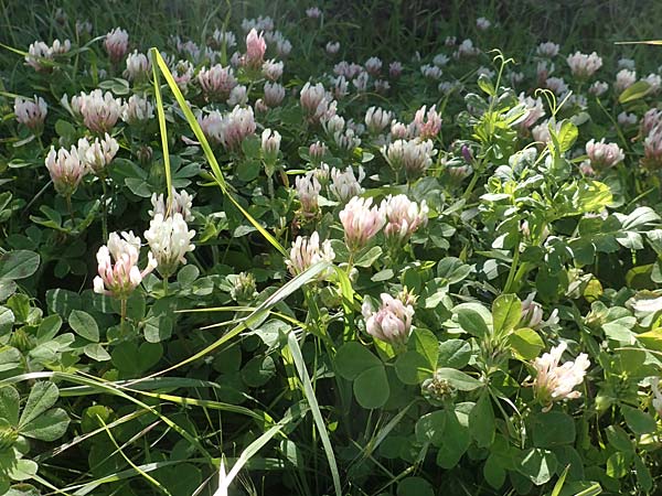 Trifolium clypeatum \ Schild-Klee / Helmet Clover, Shield Clover, Chios Viki 30.3.2016
