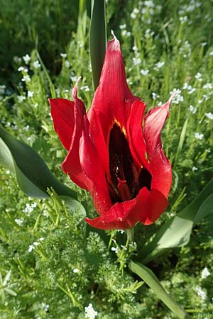 Tulipa praecox \ Fr&uuml;he Tulpe / Large Sun's Eye Tulip, Fire Tulip, Chios Chalkio 28.3.2016