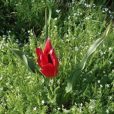 Tulipa praecox \ Fr&uuml;he Tulpe / Large Sun's Eye Tulip, Fire Tulip, Chios Chalkio 28.3.2016