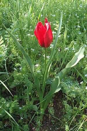 Tulipa praecox \ Fr&uuml;he Tulpe / Large Sun's Eye Tulip, Fire Tulip, Chios Chalkio 28.3.2016